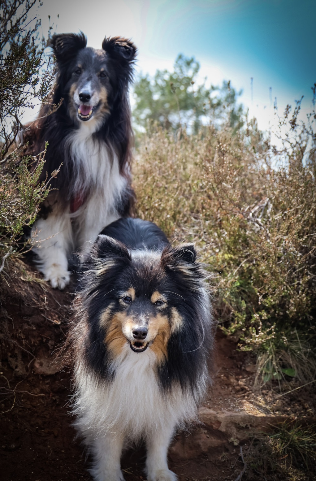 Herzenssachefuer4Pfoten Hundeschule Mendig Caro Kreutz 12