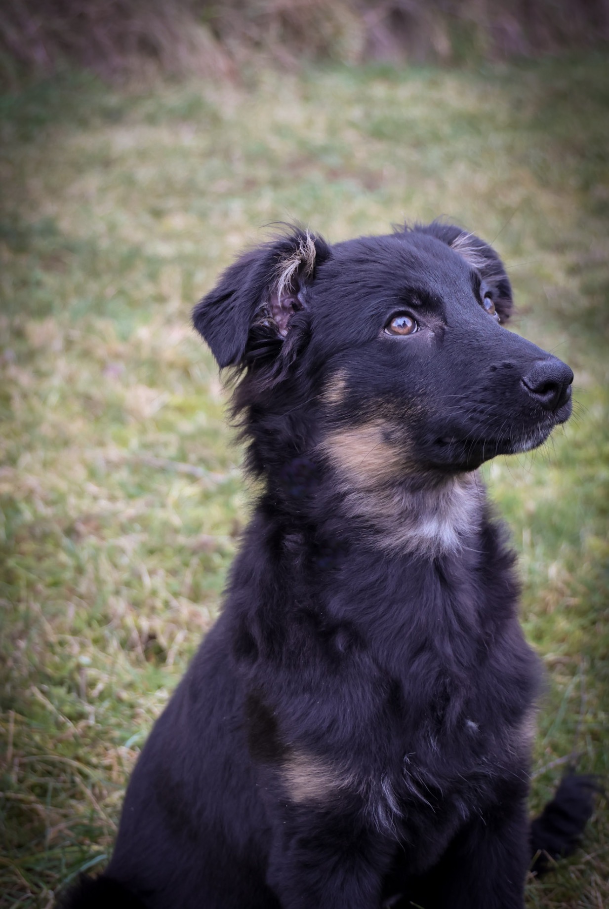 Herzenssachefuer4Pfoten Hundeschule Mendig Caro Kreutz 14